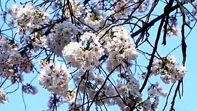 春天三月樱花实拍视频视频的预览图